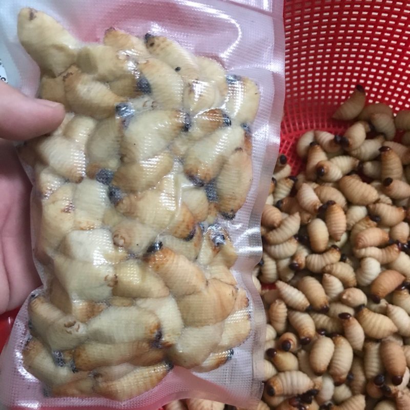 竹笋虫。竹蜂竹虫皇竹虫