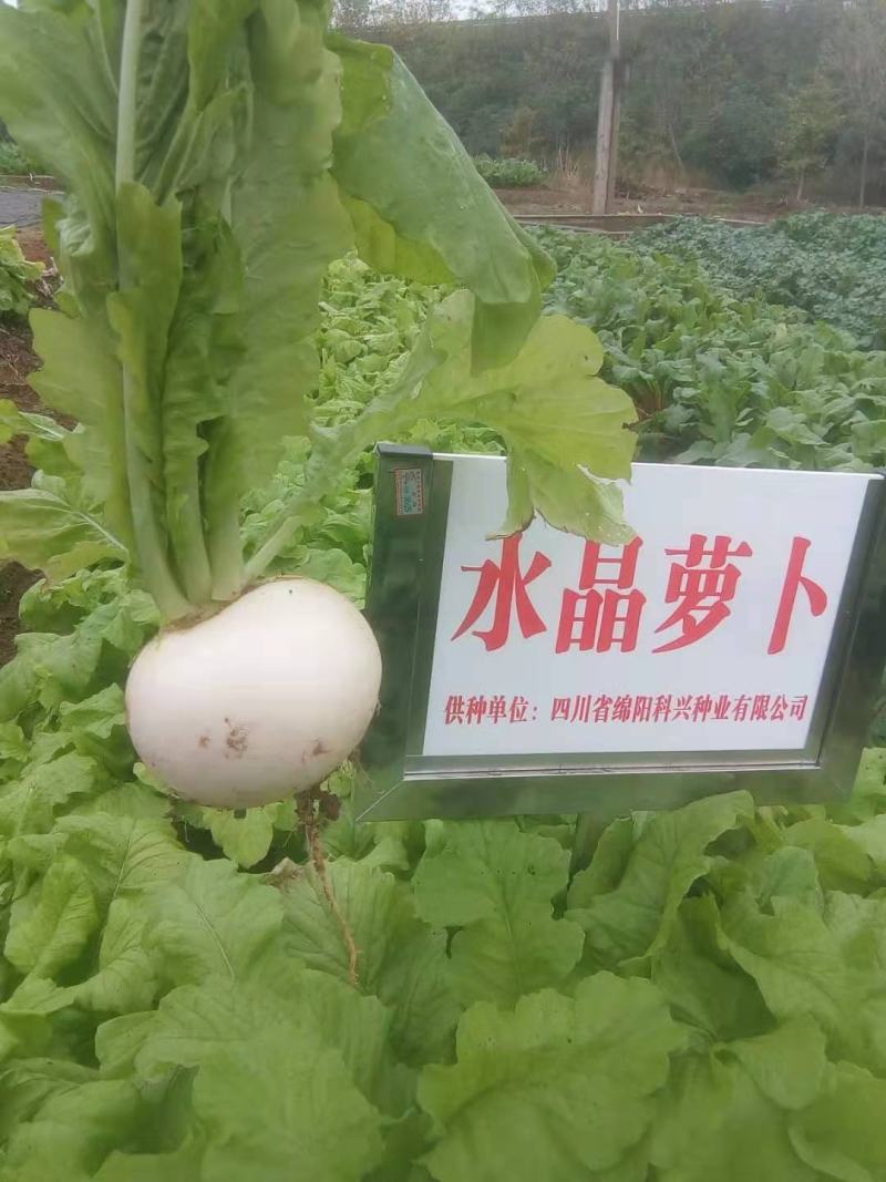 正宗圆白白萝卜种子圆根萝卜种子水晶萝卜种子冰糖萝卜种子