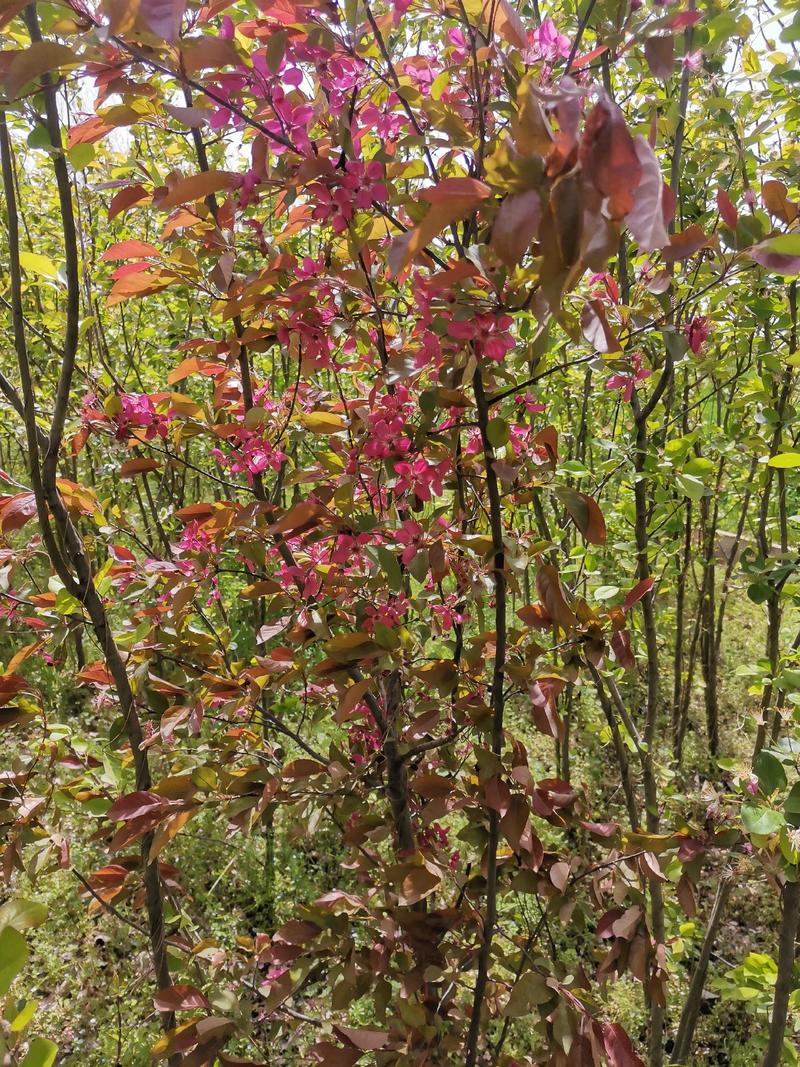 西府海棠种植交流中心，欢迎八方来客