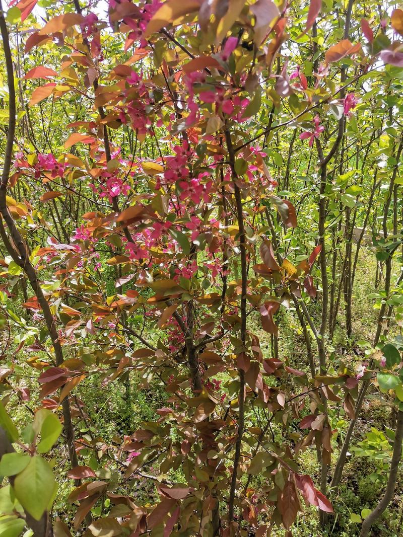 西府海棠种植交流中心，欢迎八方来客