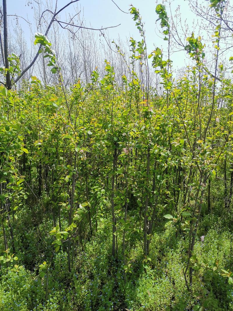 西府海棠种植交流中心，欢迎八方来客