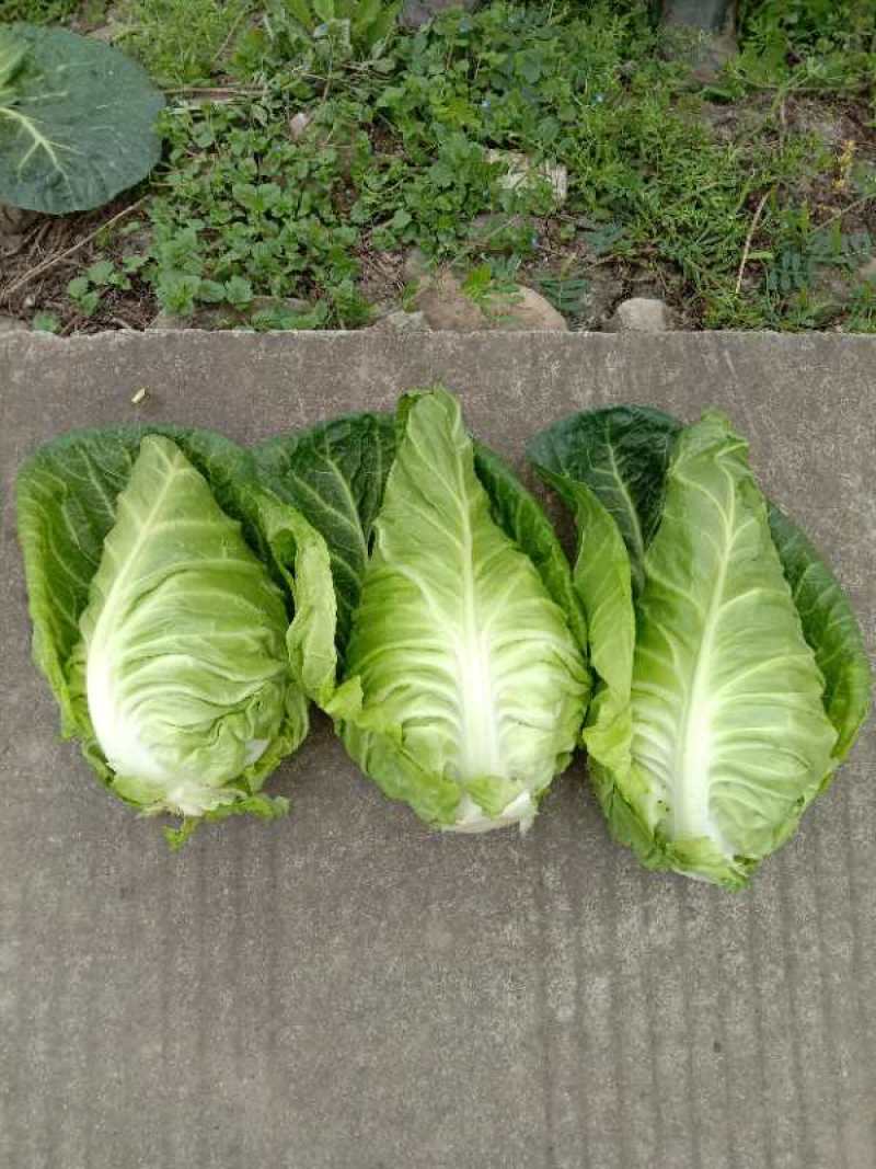 牛心甘蓝种子鸡心甘蓝种子牛心莲花白种子鸡心莲花白种子
