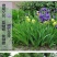 庭院绿化苗鸢尾苗蝴蝶兰苗蓝花鸢尾苗盆栽地栽花卉植物绿植兰