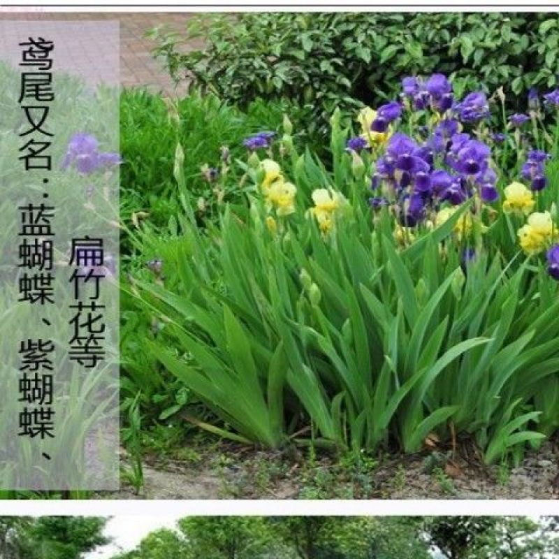 庭院绿化苗鸢尾苗蝴蝶兰苗蓝花鸢尾苗盆栽地栽花卉植物绿植兰