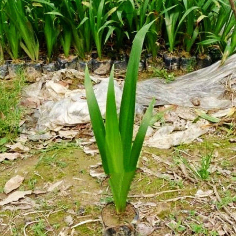 庭院绿化苗鸢尾苗蝴蝶兰苗蓝花鸢尾苗盆栽地栽花卉植物绿植兰
