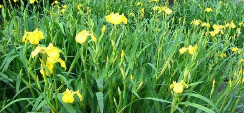 庭院绿化苗鸢尾苗蝴蝶兰苗蓝花鸢尾苗盆栽地栽花卉植物绿植兰