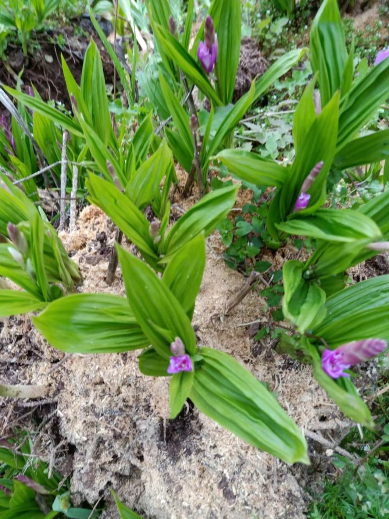 三叉白芨种苗宽叶纯紫花三叉白及苗