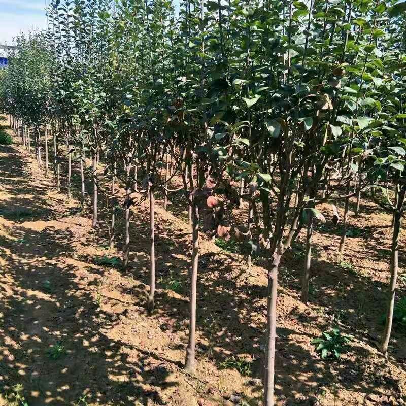 海棠树苗庭院风景树西府海棠四季盆栽花卉南北方种植工程绿化