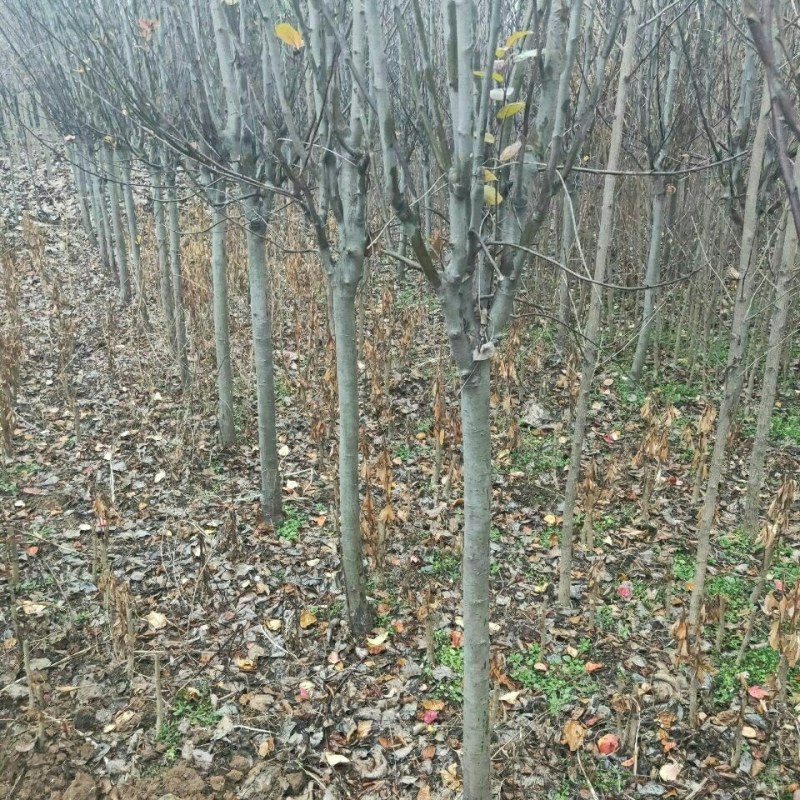 海棠树苗庭院风景树西府海棠四季盆栽花卉南北方种植工程绿化