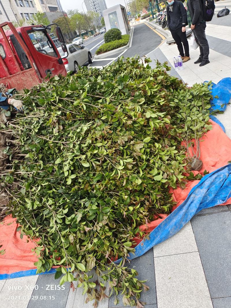 精品桂花四季桂八月桂