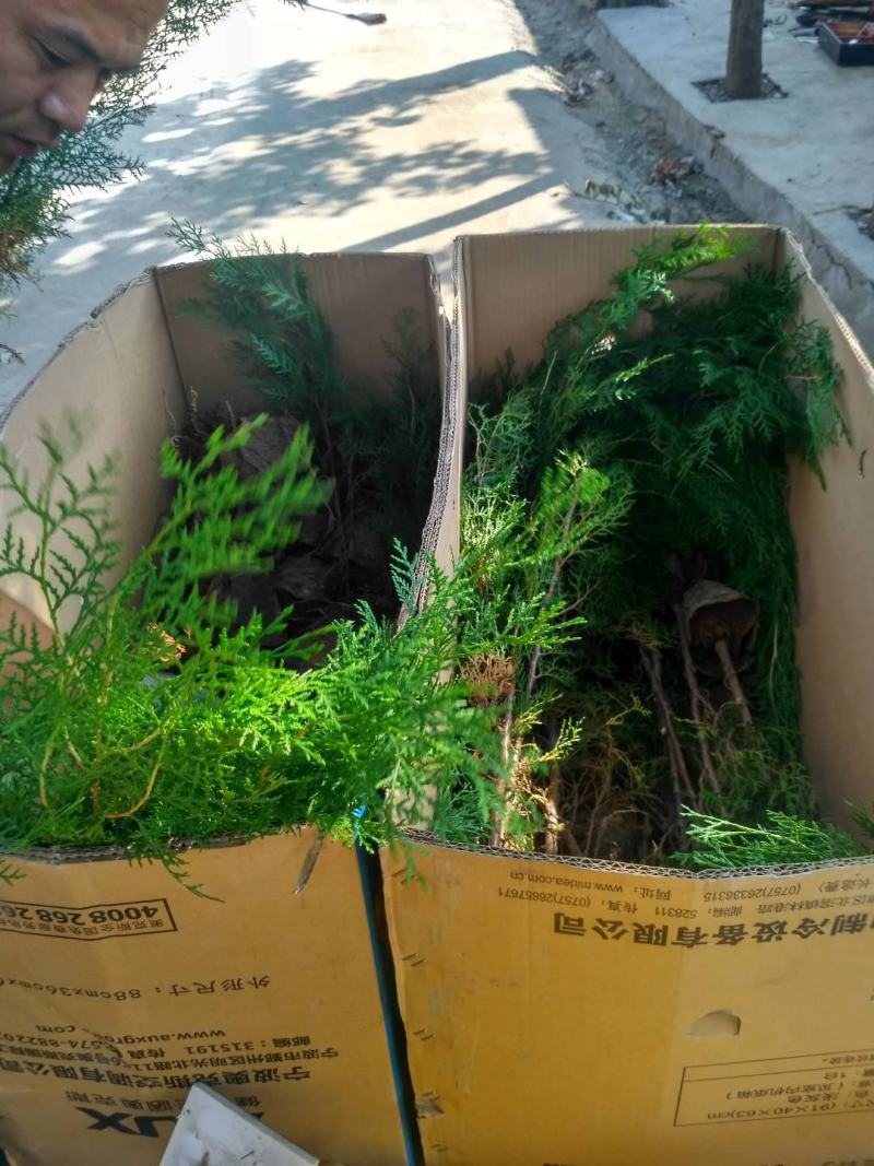 侧柏苗一米侧柏树苗营养杯侧柏苗各种规格侧柏树苗
