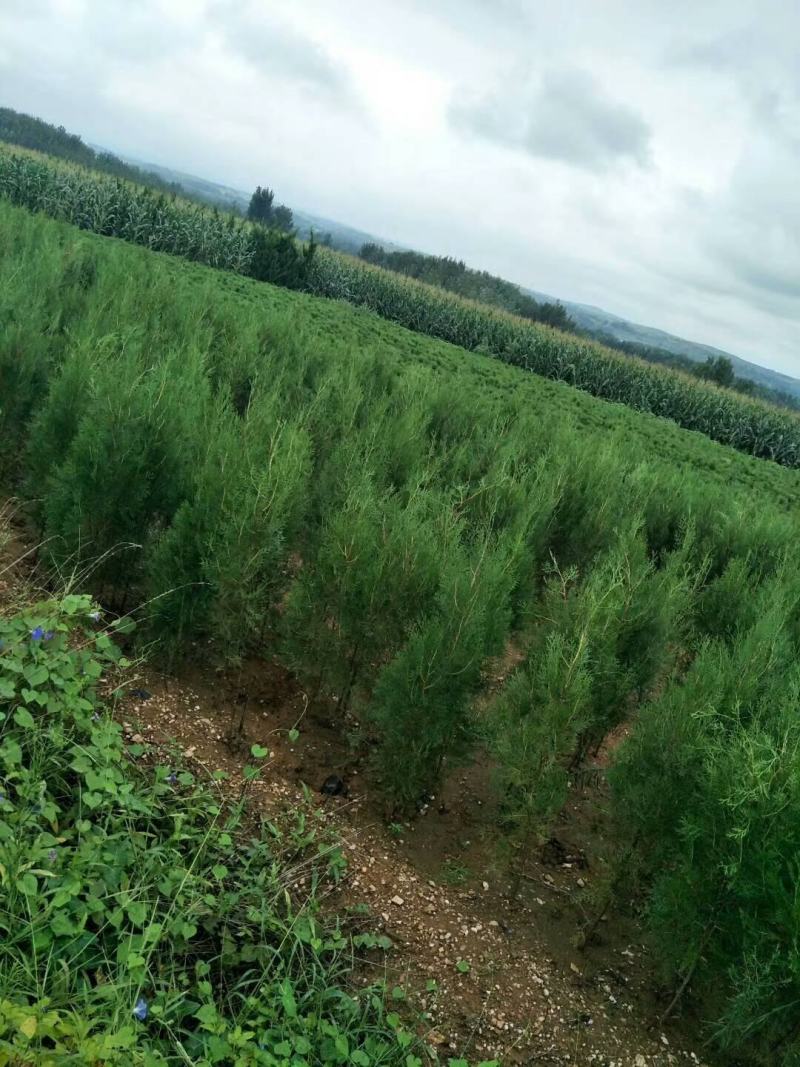侧柏苗一米侧柏树苗营养杯侧柏苗各种规格侧柏树苗
