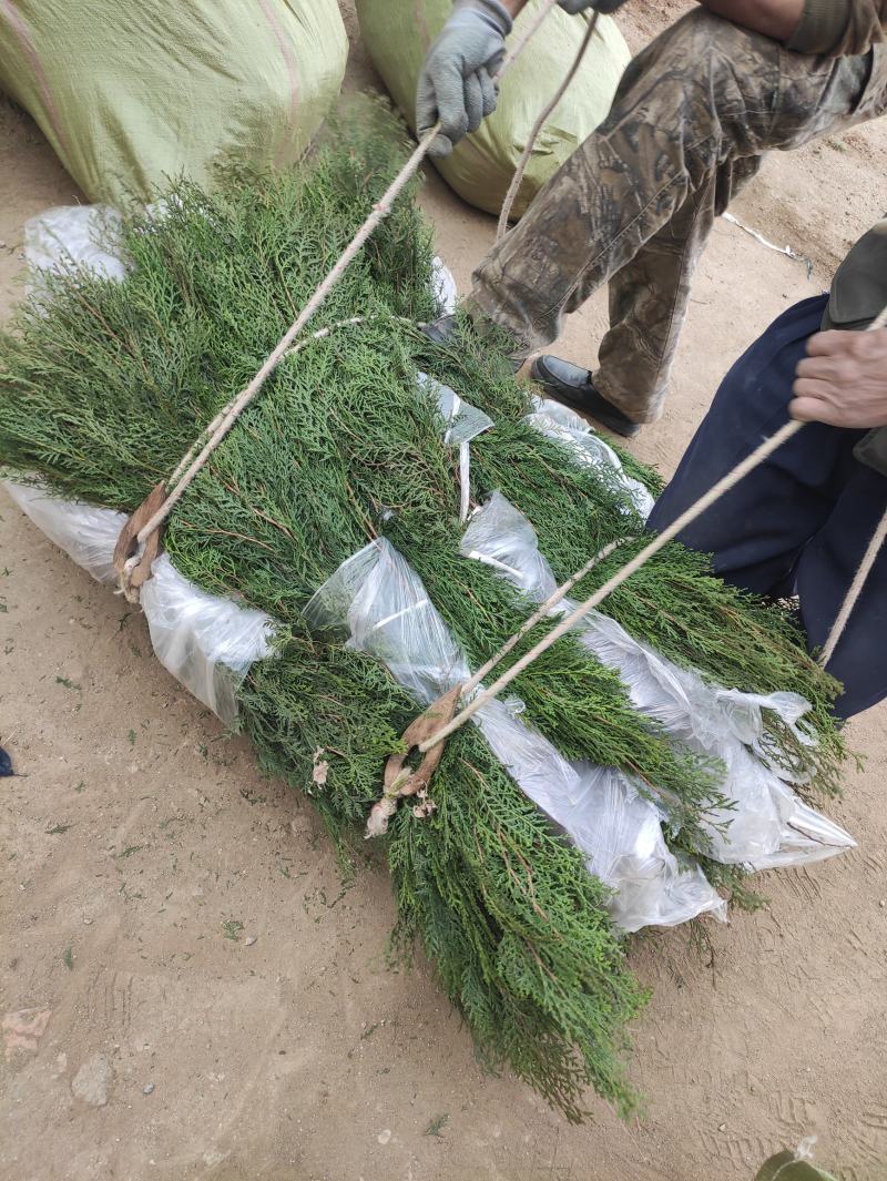 侧柏苗一米侧柏树苗营养杯侧柏苗各种规格侧柏树苗