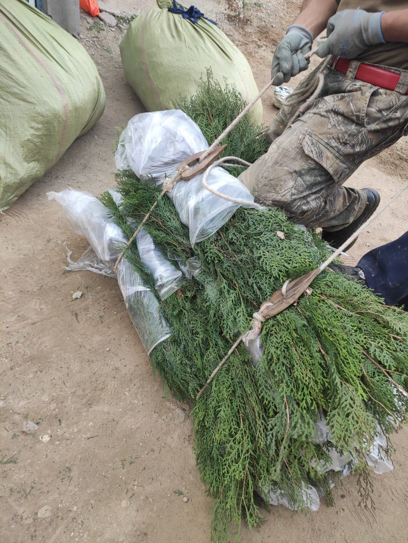 侧柏苗一米侧柏树苗营养杯侧柏苗各种规格侧柏树苗