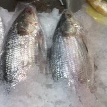 缅甸冰鲜鲥鱼，每天到货批发。