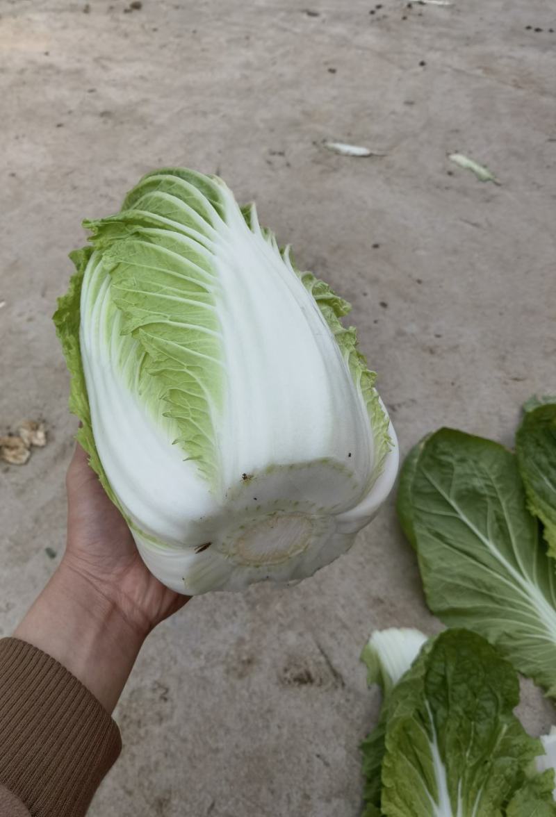 大棚精品大白菜，黄心，货源充足！