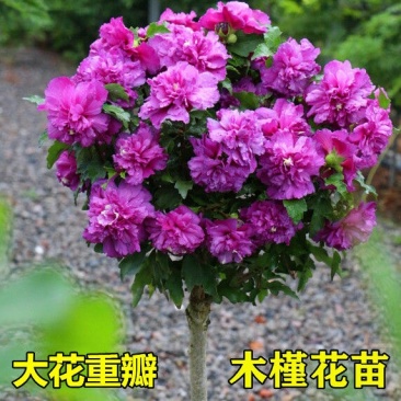木槿花苗室内阳台棒棒糖重瓣大花盆栽丰花耐寒耐热南方北方可