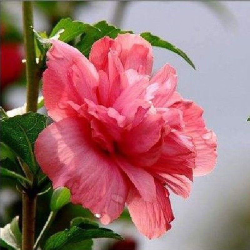 木槿花苗室内阳台棒棒糖重瓣大花盆栽丰花耐寒耐热南方北方可