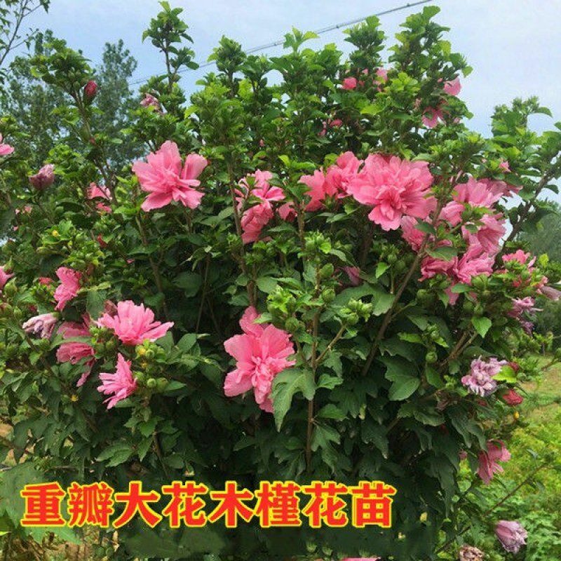 木槿花苗室内阳台棒棒糖重瓣大花盆栽丰花耐寒耐热南方北方可