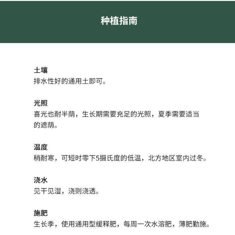 木槿花苗室内阳台棒棒糖重瓣大花盆栽丰花耐寒耐热南方北方可