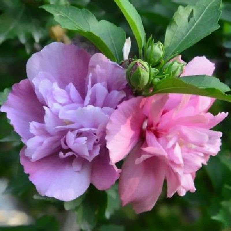 木槿花苗室内阳台棒棒糖重瓣大花盆栽丰花耐寒耐热南方北方可
