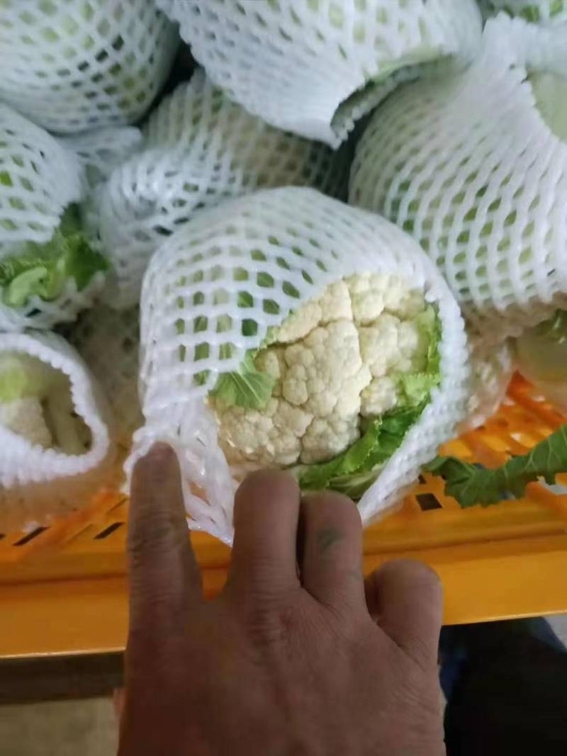 白花菜花大量上市花白质好湖北产地直发质量保证全国发货