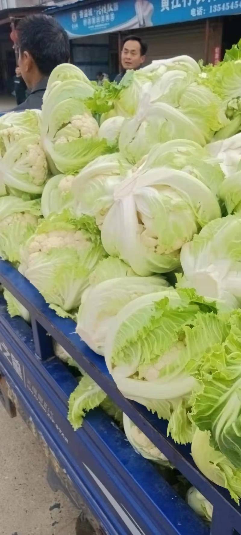 白花菜花大量上市花白质好湖北产地直发质量保证全国发货