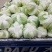 白花菜花大量上市花白质好湖北产地直发质量保证全国发货