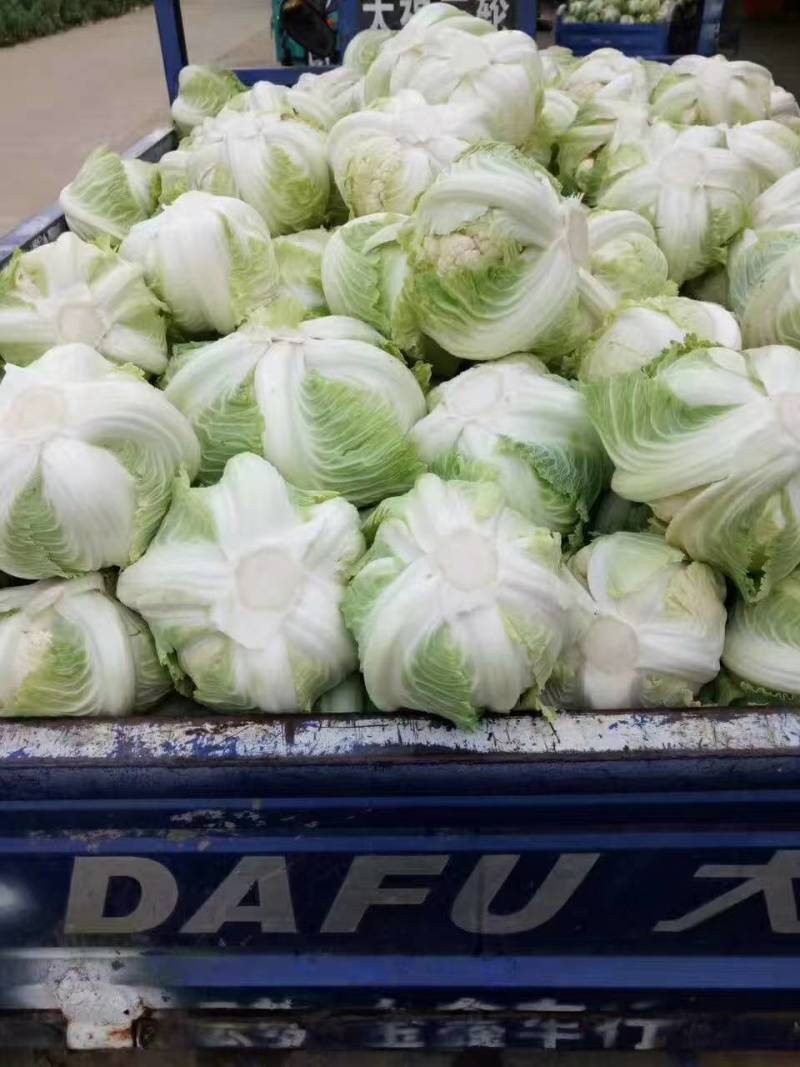 白花菜花大量上市花白质好湖北产地直发质量保证全国发货