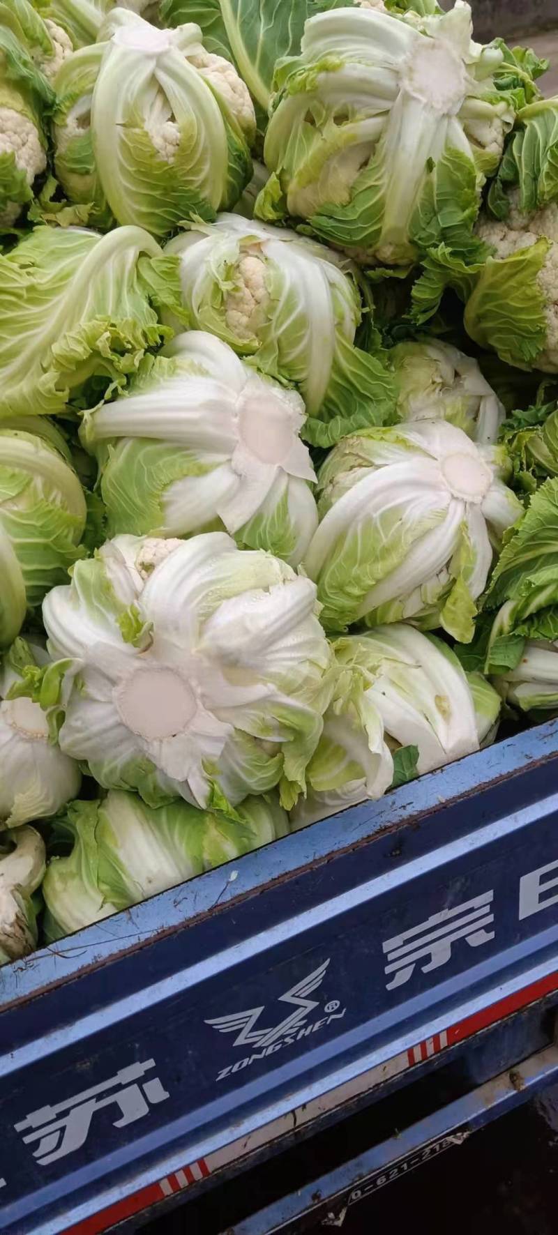 白花菜花大量上市花白质好湖北产地直发质量保证全国发货