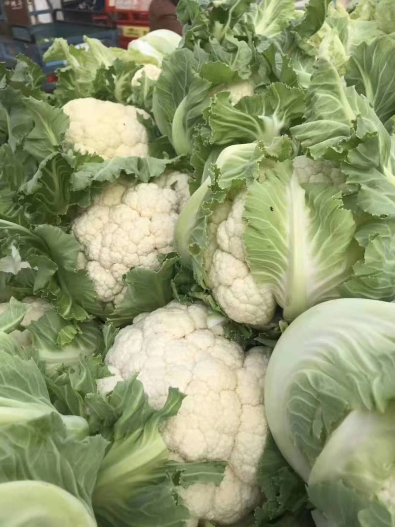 白花菜花大量上市花白质好湖北产地直发质量保证全国发货