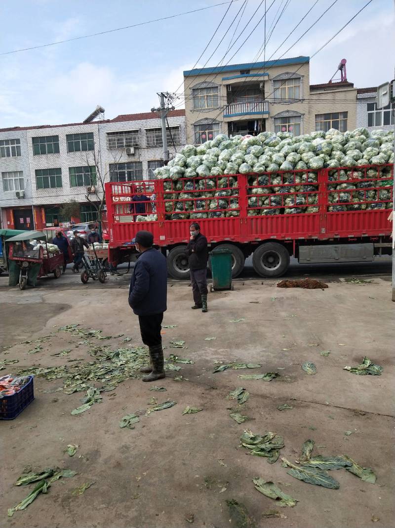白花菜花大量上市花白质好湖北产地直发质量保证全国发货
