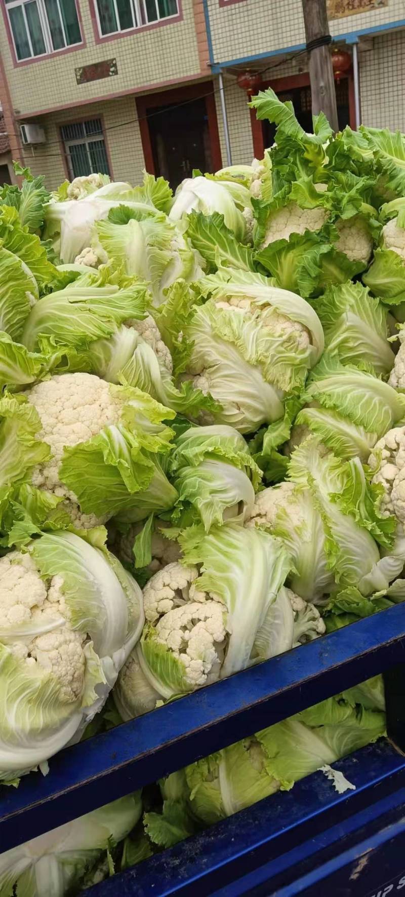白花菜花大量上市花白质好湖北产地直发质量保证全国发货