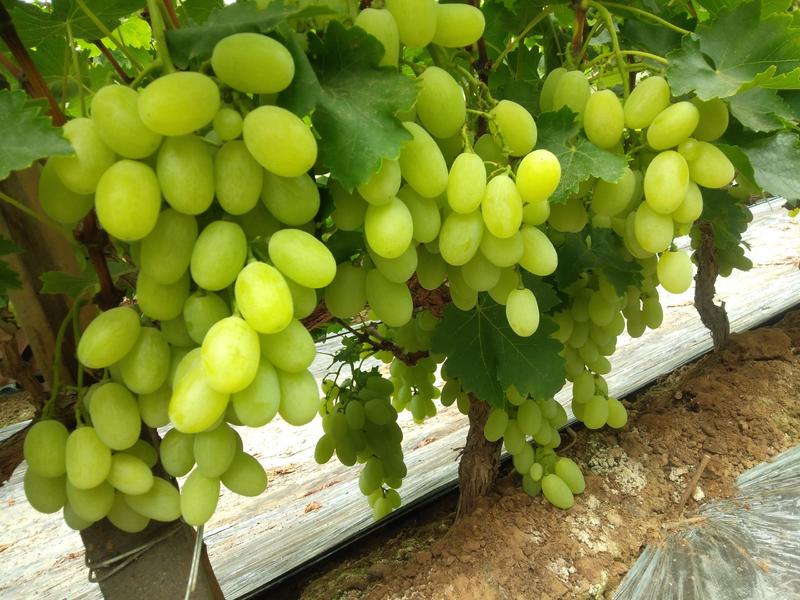 精品葡萄维多利亚青提葡萄大量上市，对接商超市场长期合作