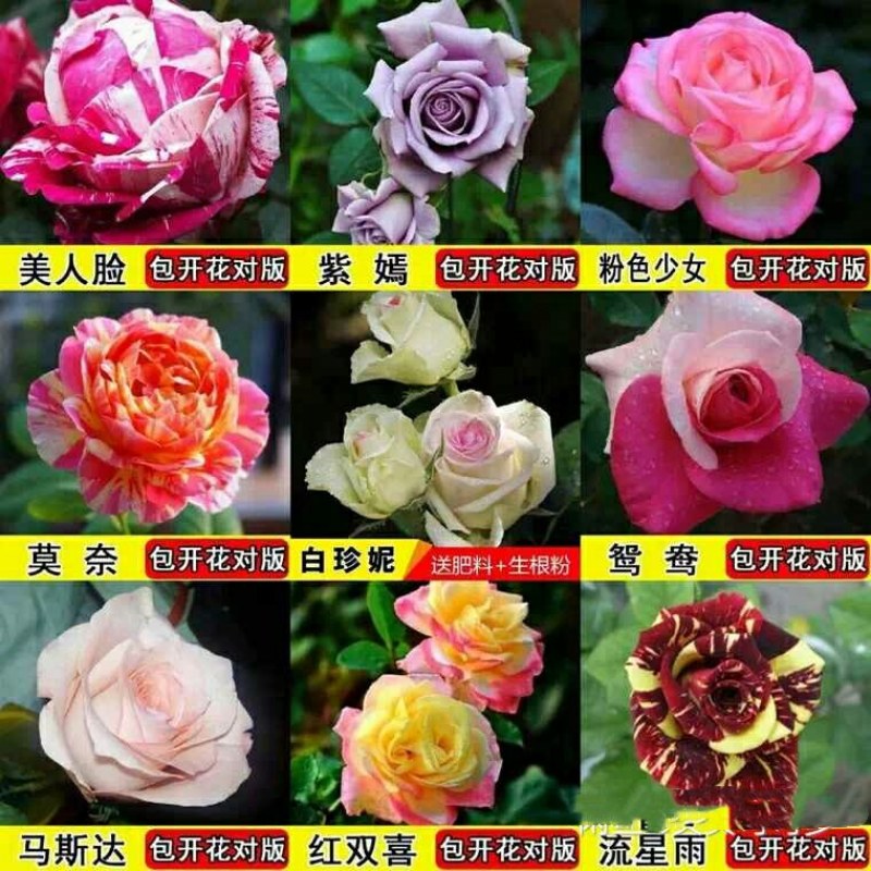 四季开花嫁接玫瑰苗老桩苗玫瑰花盆栽带土发