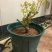 四季开花嫁接玫瑰苗老桩苗玫瑰花盆栽带土发