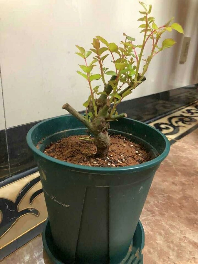 四季开花嫁接玫瑰苗老桩苗玫瑰花盆栽带土发
