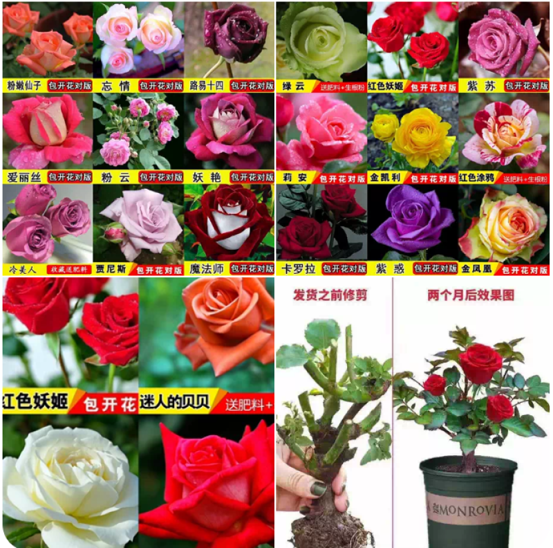 四季开花嫁接玫瑰苗老桩苗玫瑰花盆栽带土发