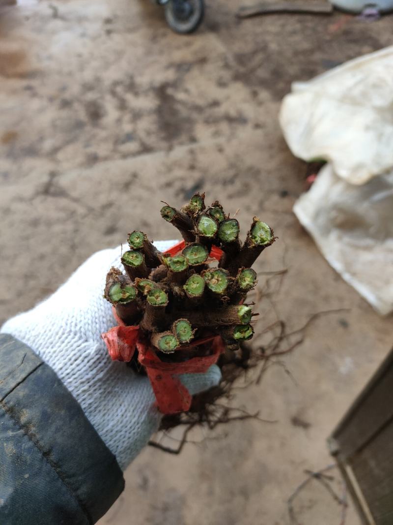 河北昌黎贝达葡萄苗，抗寒品种冬天不用下架埋土