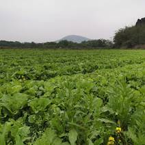 白菜苔，一手农户种植基地，求代卖老板合作共赢。5天后上市