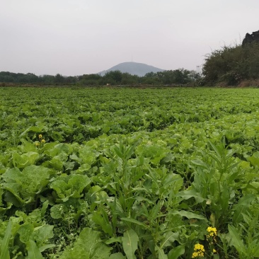 白菜苔，一手农户种植基地，求代卖老板合作共赢。5天后上市
