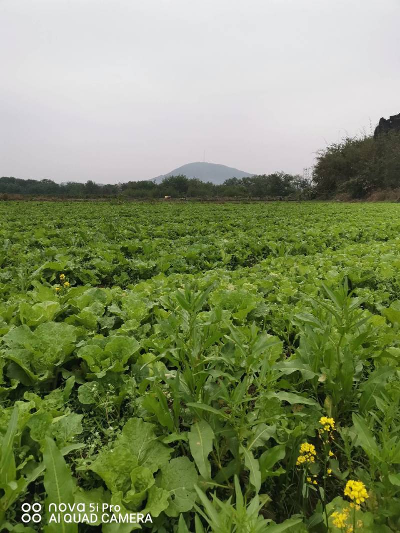 白菜苔，一手农户种植基地，求代卖老板合作共赢。5天后上市