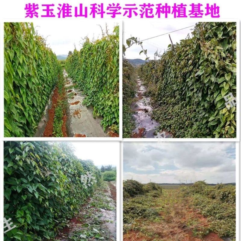 供应紫山药种子紫玉淮山种苗紫色山药怀上淮山