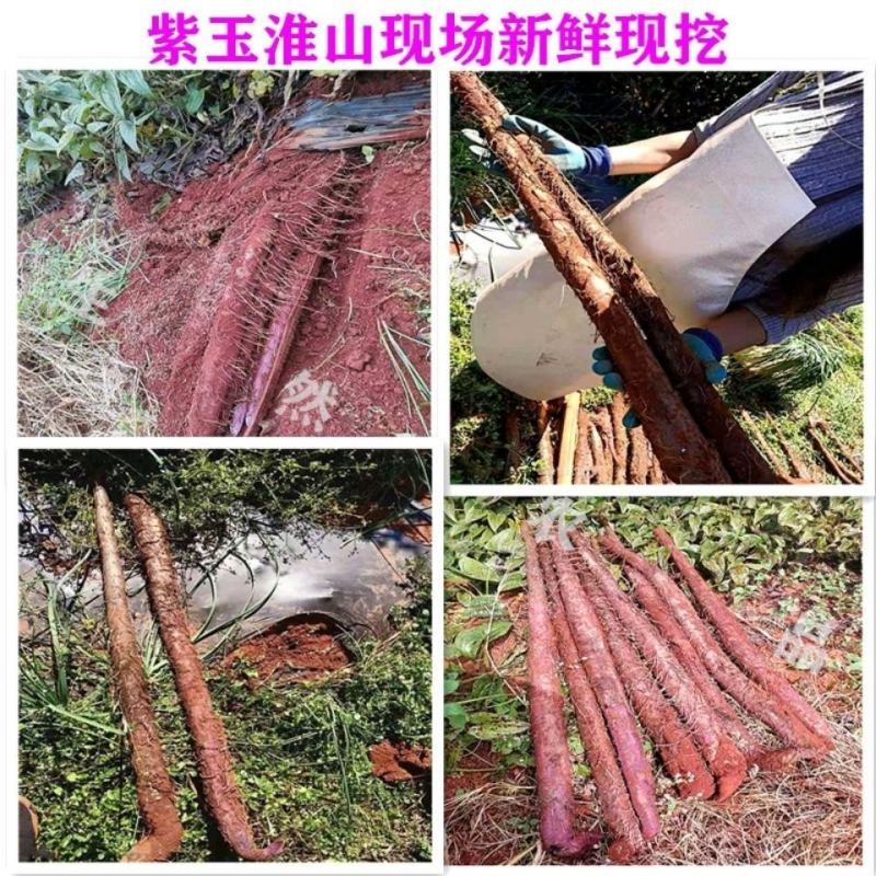 供应紫山药种子紫玉淮山种苗紫色山药怀上淮山