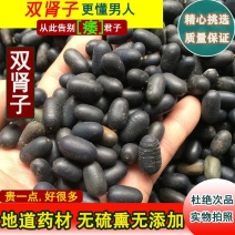 产地直销石莲子、双肾子泡酒料肉质好新货