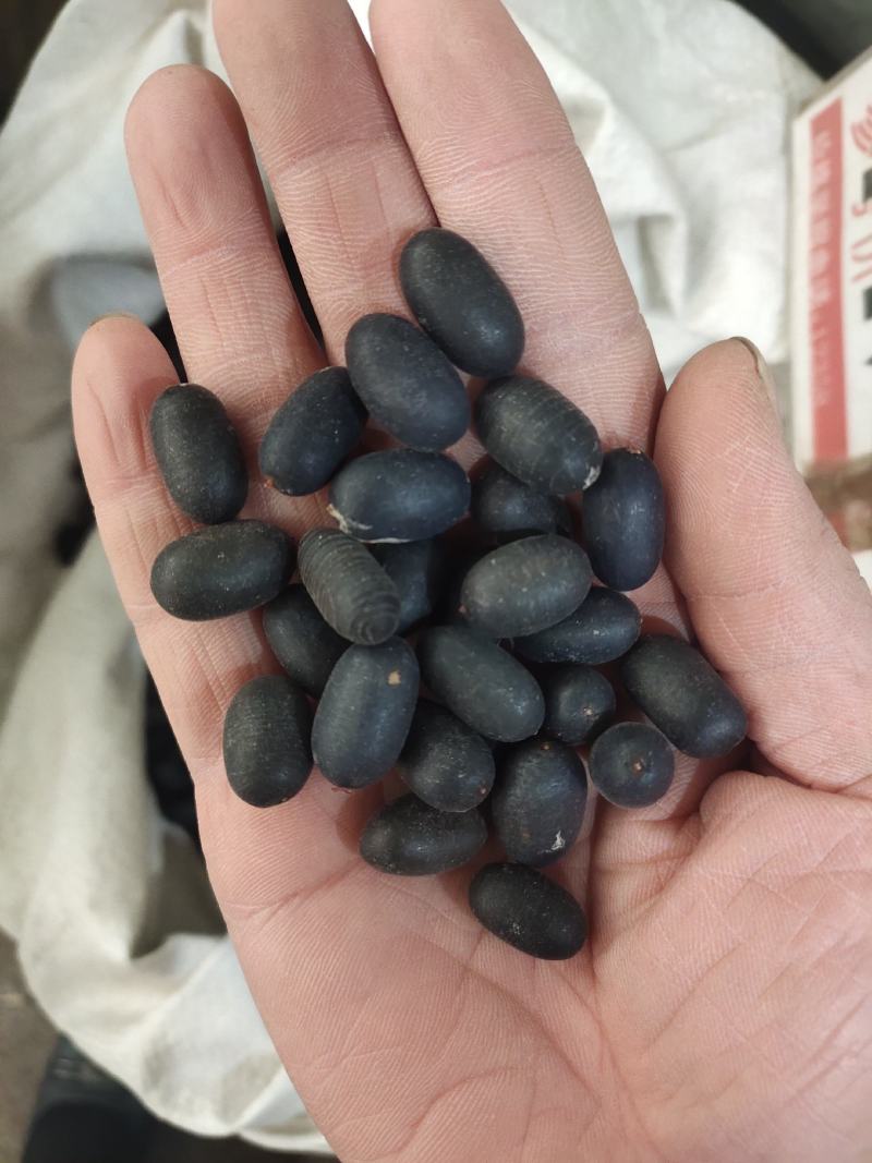 产地直销石莲子、双肾子泡酒料肉质好新货
