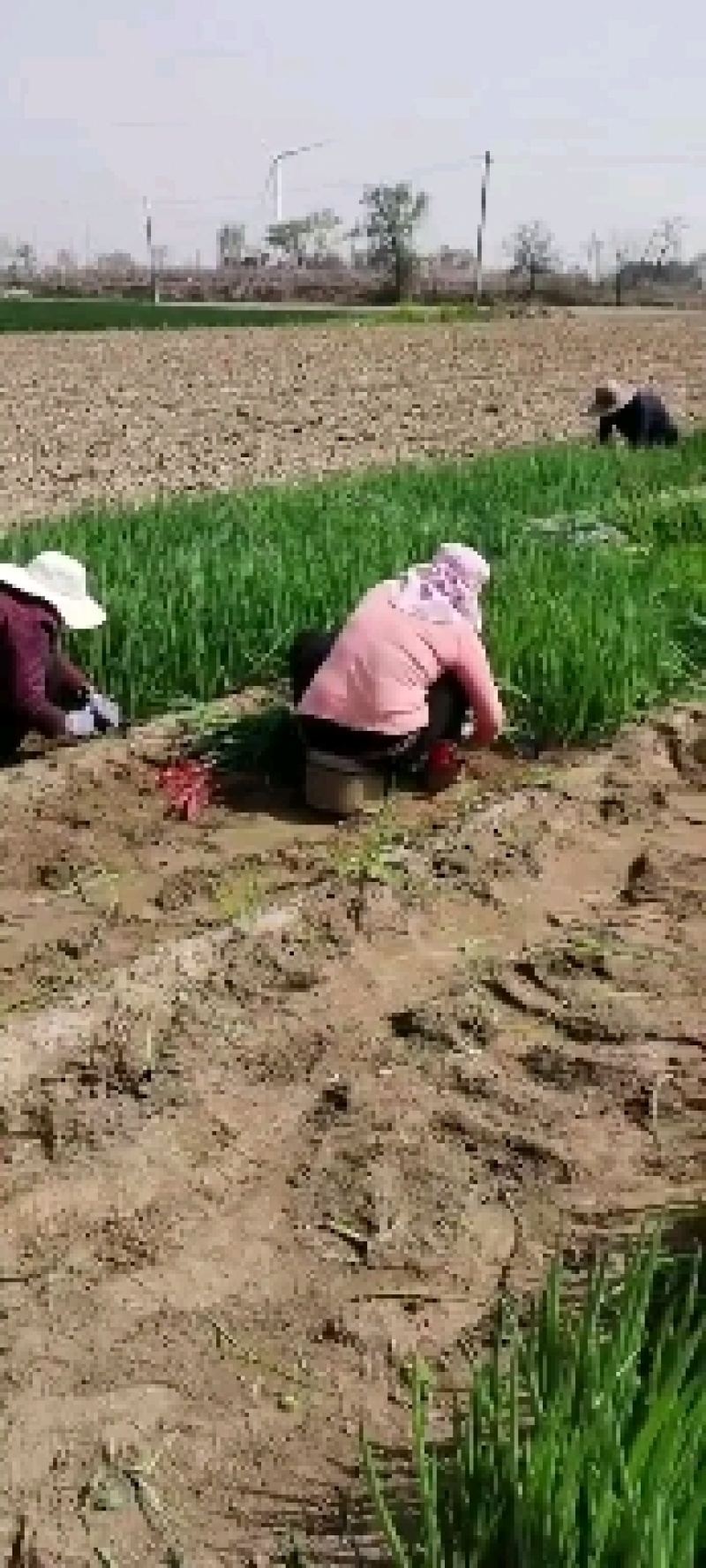 长白大葱葱苗，高品质，诚信合作，一手货源，产地直发