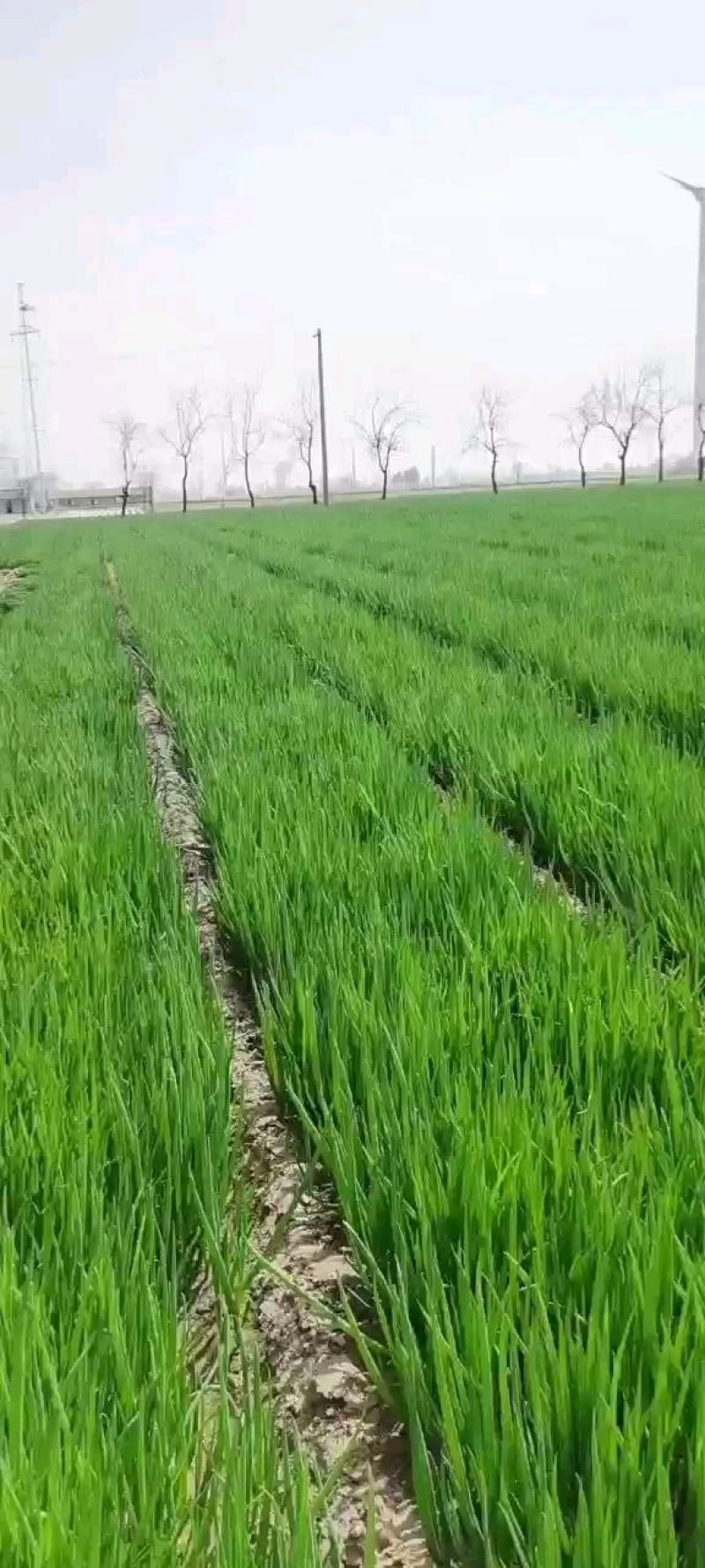 长白大葱葱苗，高品质，诚信合作，一手货源，产地直发