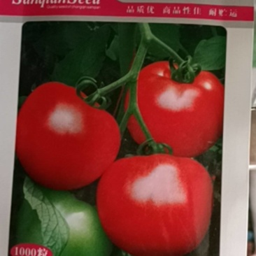 西红柿种子博士红1000粒