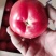西红柿硬粉以上市中，欢迎来电